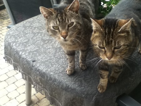 Mijn katten, i love them!